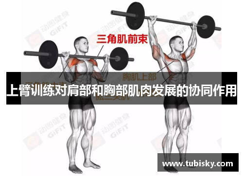 上臂训练对肩部和胸部肌肉发展的协同作用